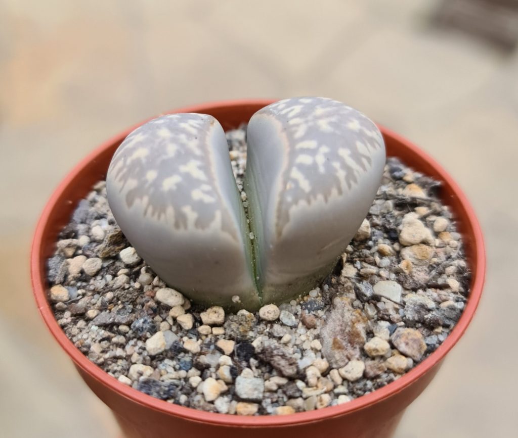 Semi Di Lithops Schwantesii Cv. Nutwerk (Pietra Vivente) - Confezione Da 10 Semi Per Piante Grasse Da Interno