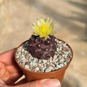 Copiapoa humilis