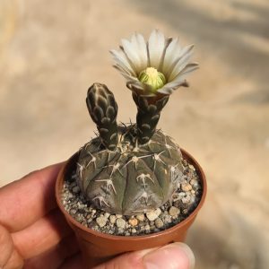 Gymnocalycium ragonesei