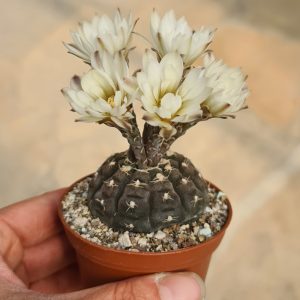 Gymnocalycium ragonesei