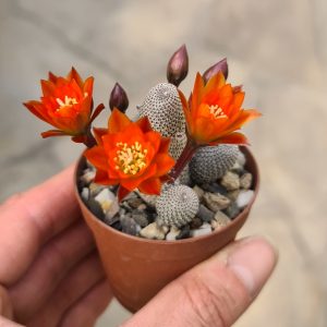 Rebutia heliosa