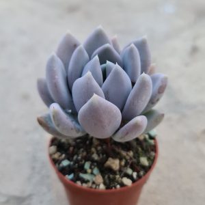 Pachyveria 'Draco'
