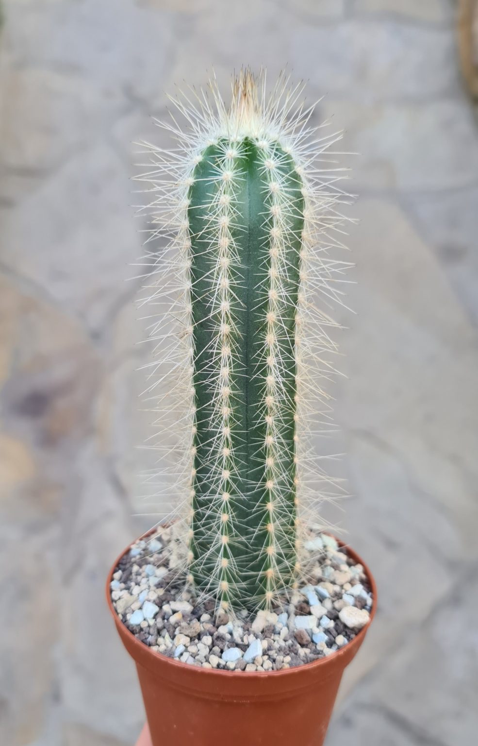 Pilosocereus leucocephalus