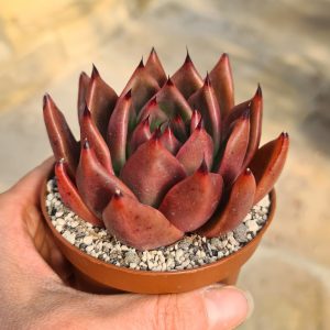 Echeveria 'Mars'