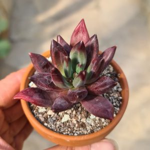 Pachyveria 'Izar'