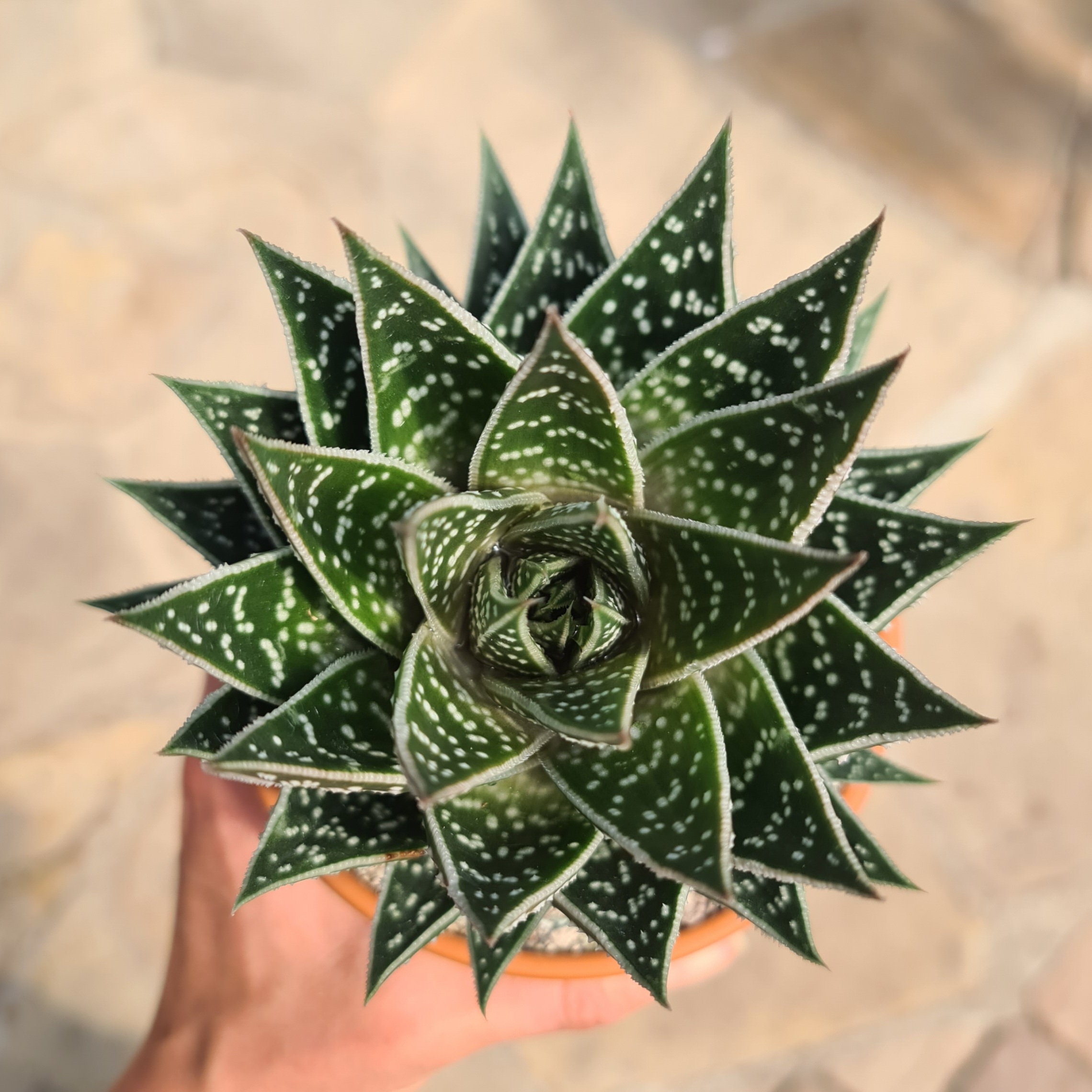 Aloe cv. Tiki Tahi