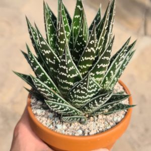Aloe cv. Tiki Tahi
