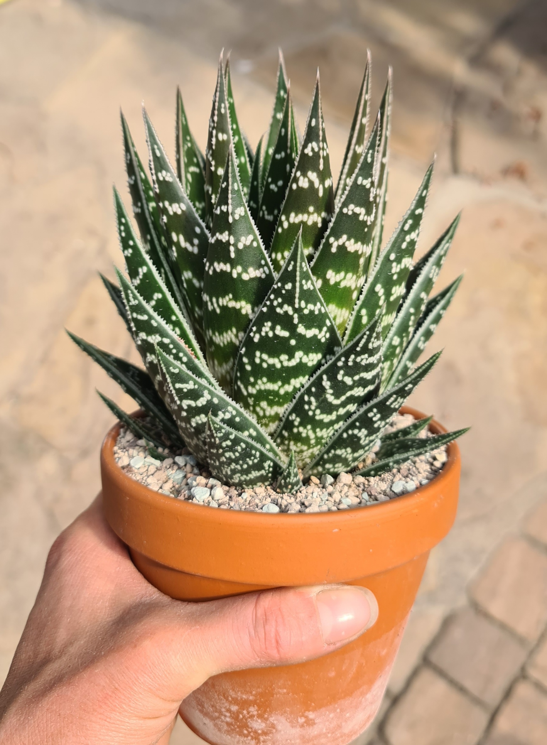 Aloe cv. Tiki Tahi