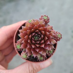 Sempervivum arachnoideum 'Silberkarneol' ‚Hauswurz; Steinrose‘