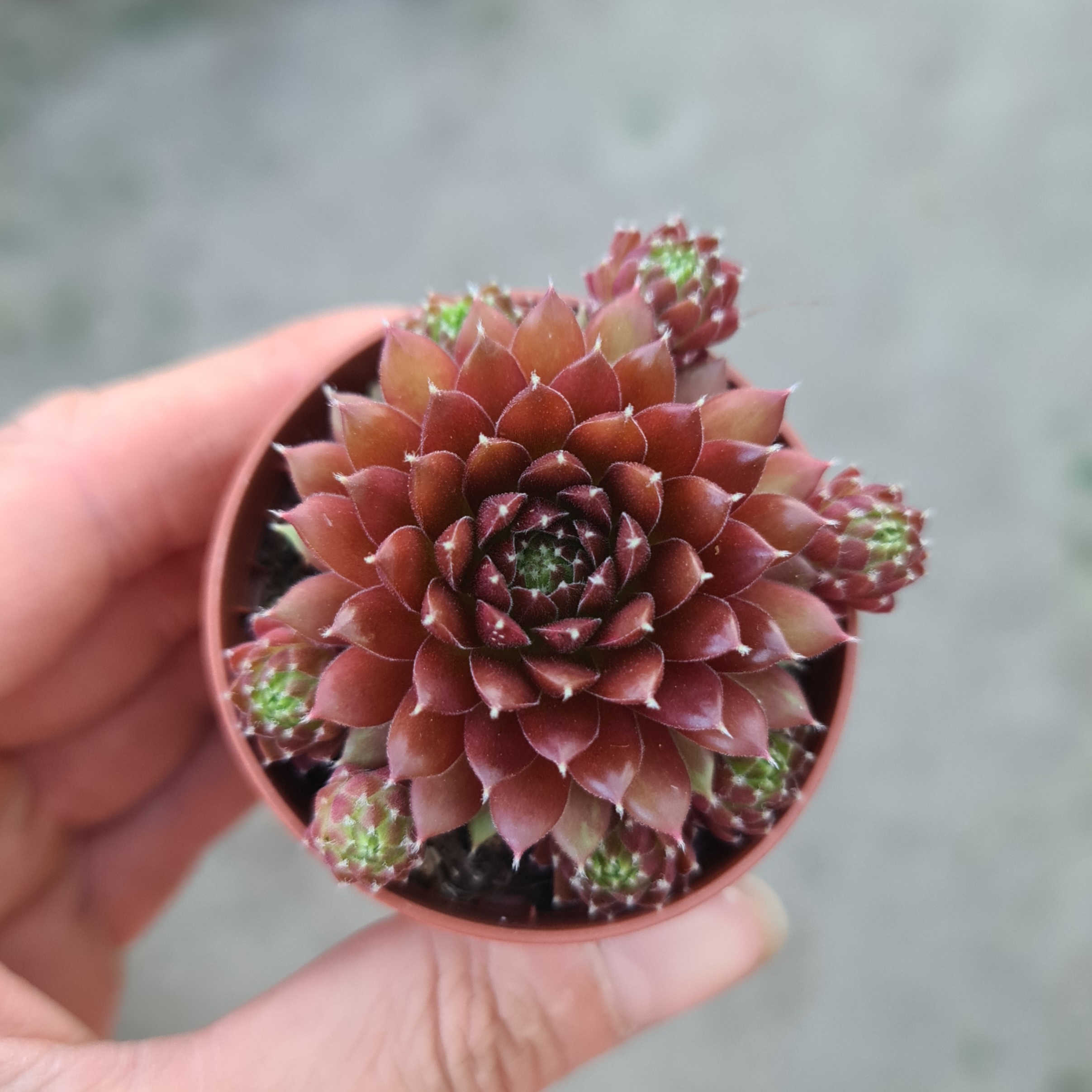 Sempervivum arachnoideum 'Silberkarneol' ‚Hauswurz; Steinrose‘