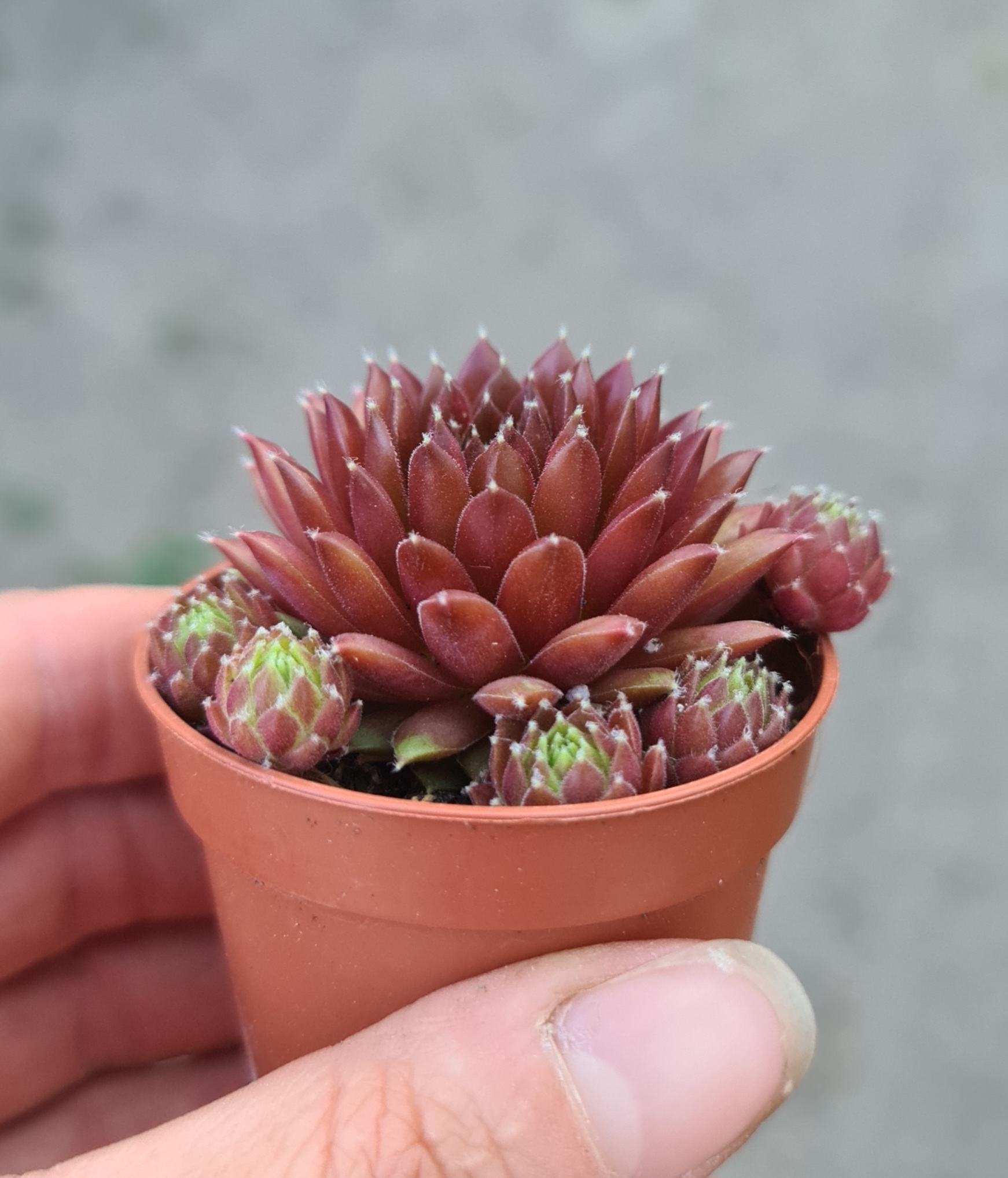Sempervivum arachnoideum 'Silberkarneol' ‚Hauswurz; Steinrose‘