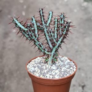 Euphorbia aeruginosa