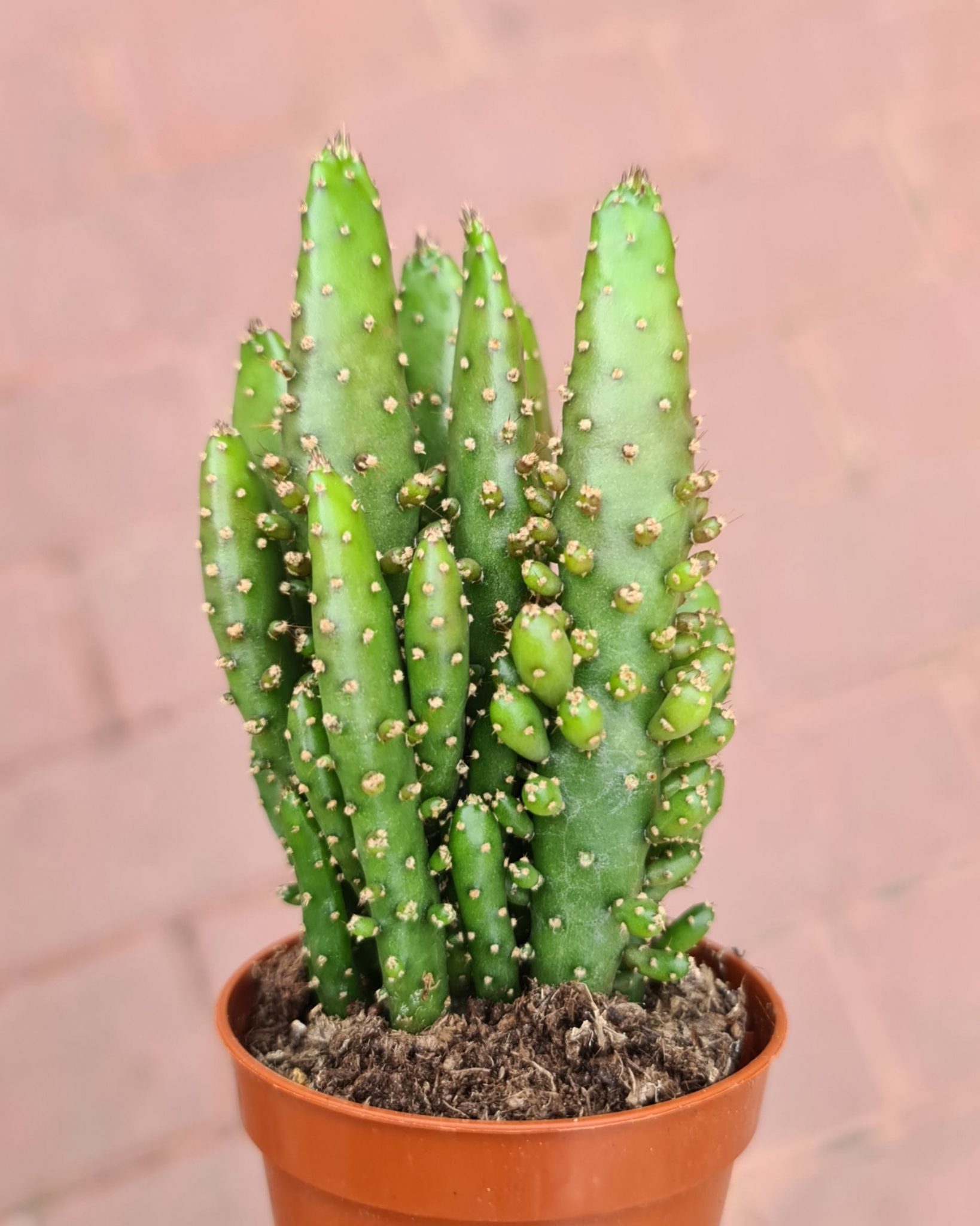 Opuntia monacantha