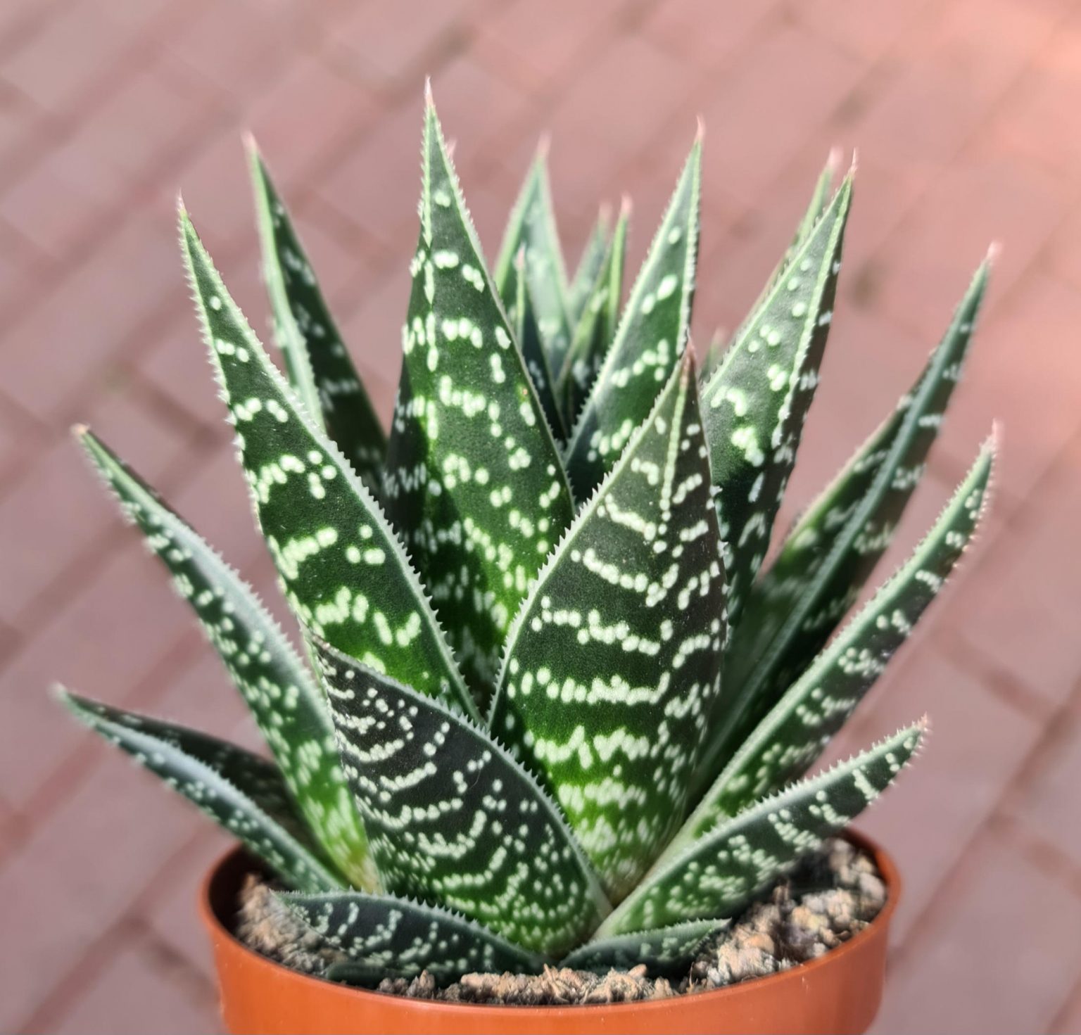 Aloe cv. Tiki Tahi