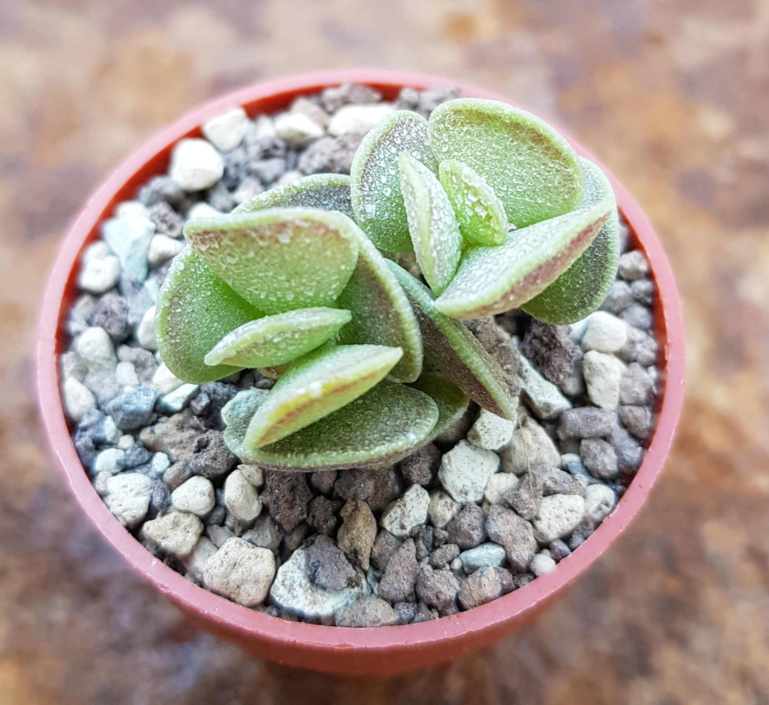 Adromischus caryophyllaceus