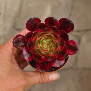 Aeonium arboreum cv. Mardi Gras