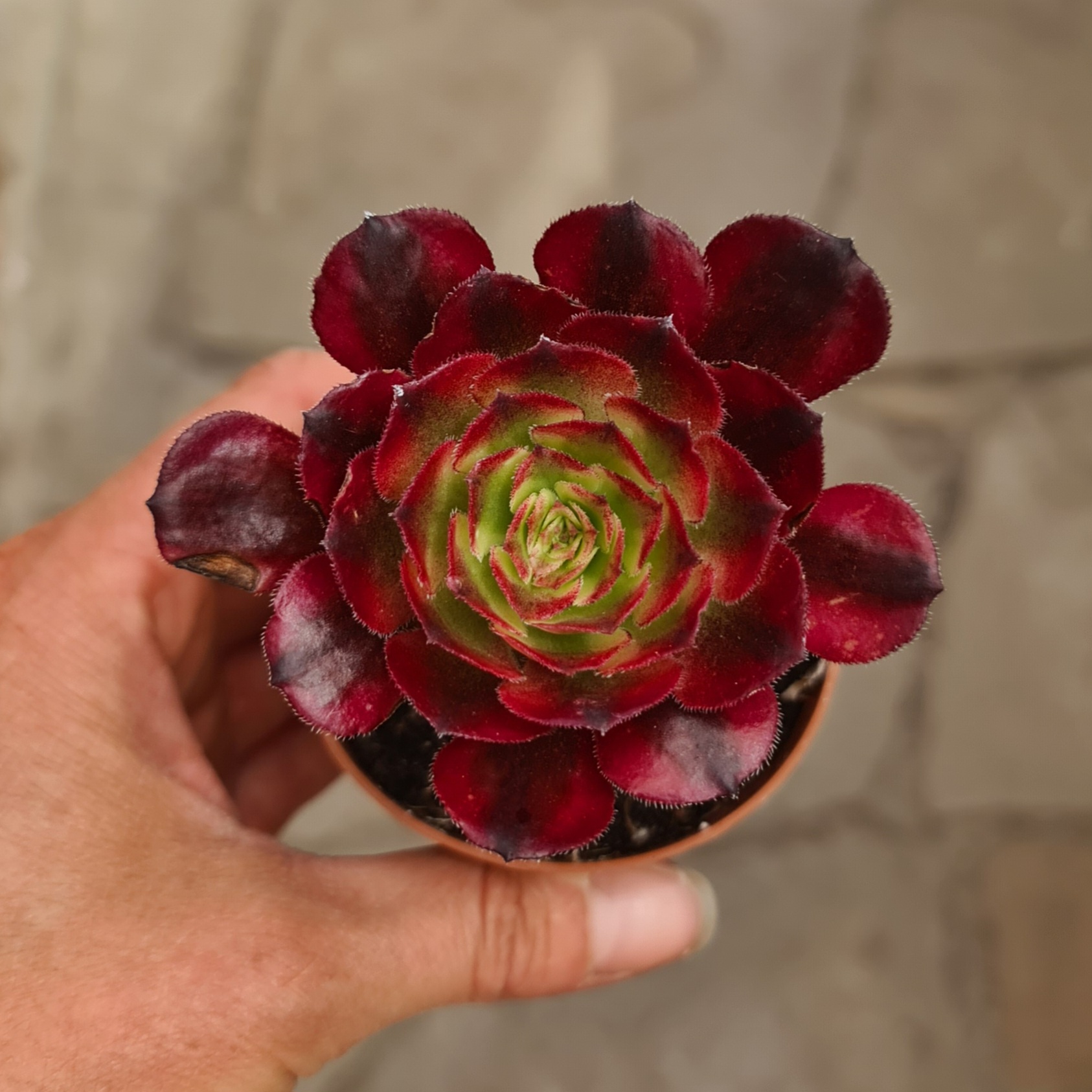 Aeonium arboreum cv. Mardi Gras