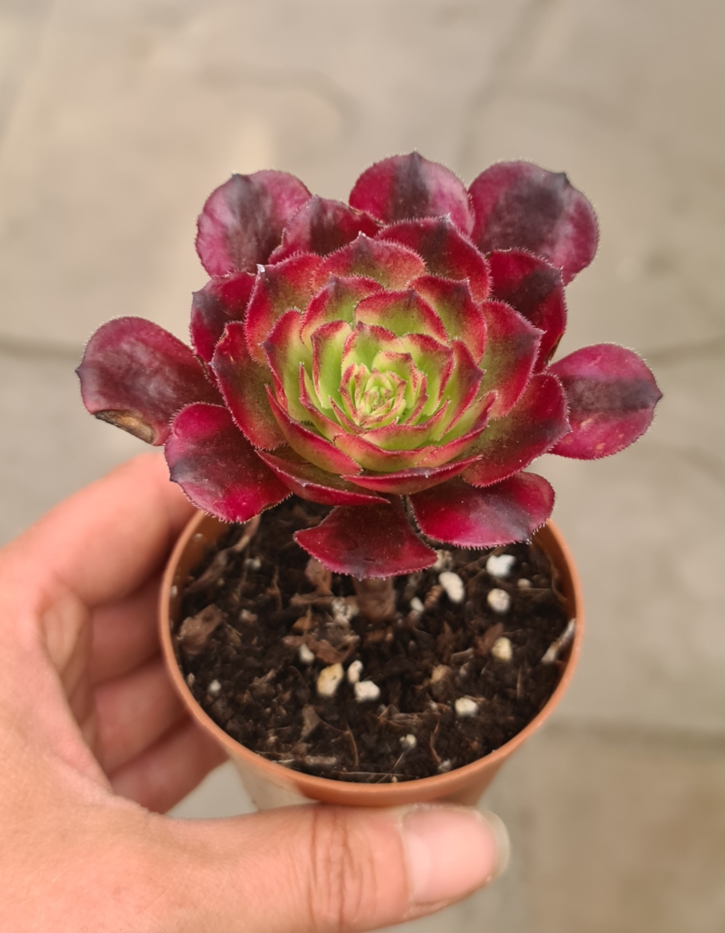 Aeonium arboreum cv. Mardi Gras