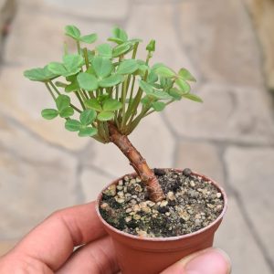 Oxalis carnosa