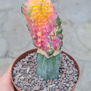 Hylocalicium Chimera (Hylocereus + Gymnocalycium)