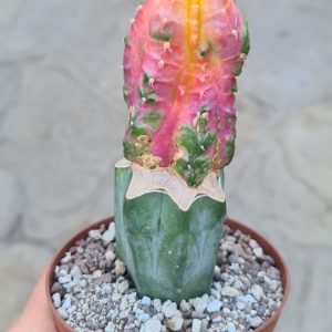 Hylocalycium Chimera (Hylocereus + Gymnocalycium)