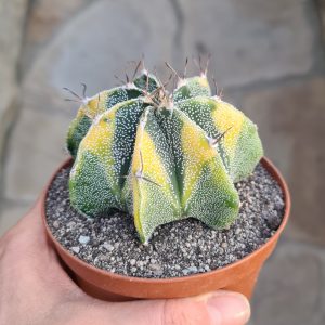 Astrophytum ornatum variegata