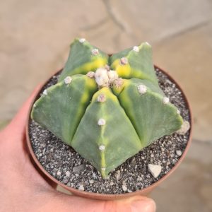 Astrophytum myriostigma cristata