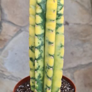 Trichocereus pachanoi variegata