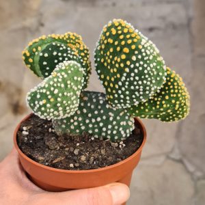 Opuntia microdasys monstruosa bunt