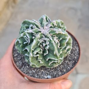 Astrophytum myriostigma cv. fukuryu