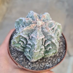 Astrophytum asterias Hybr.