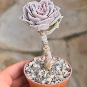 Echeveria cv. Lovely Rose