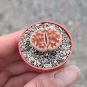 Lithops karasmontana