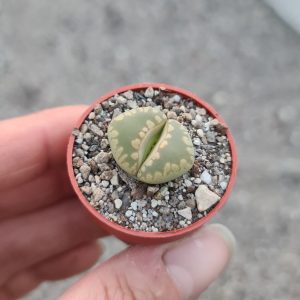 Lithops otzeniana