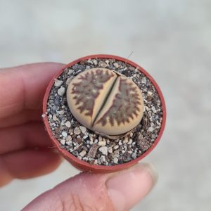 Lithops dorotheae