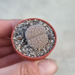 Lithops fulviceps