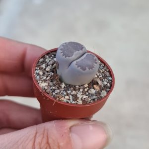 Lithops salicola