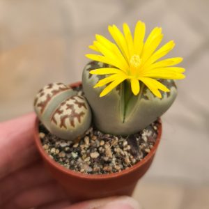 Lithops dorotheae