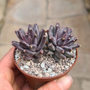 Pachyphytum compactum v. Red Tips