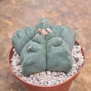 Astrophytum myriostigma cv. Kikko nudum