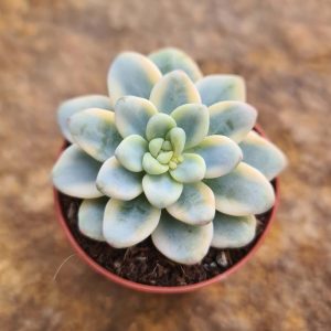 Sedum clavatum variegata