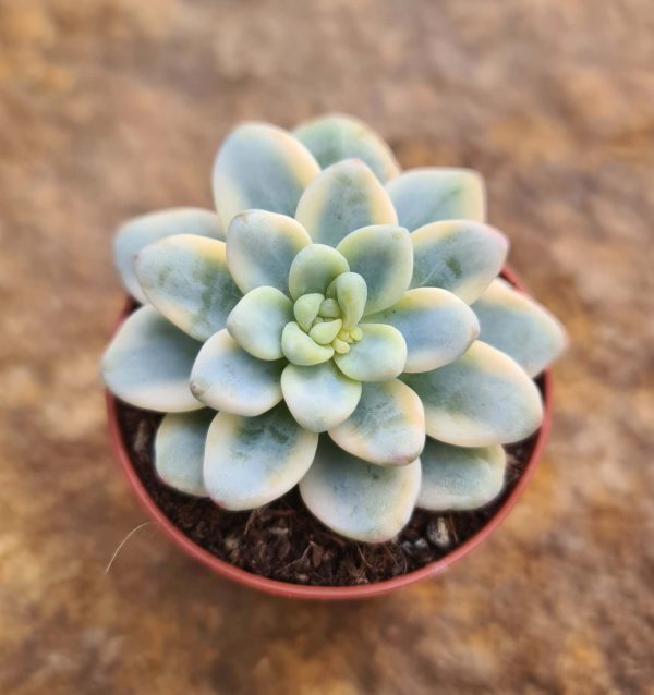 Sedum clavatum variegata