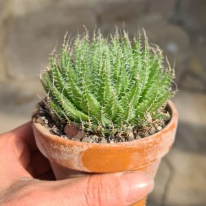 Haworthia setata v. bijliana