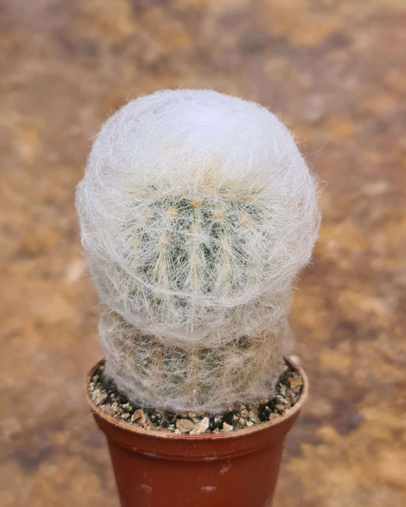 Espostoa melanostele