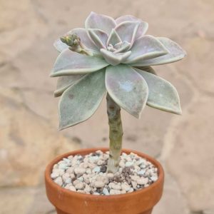 Graptopetalum paraguayensis