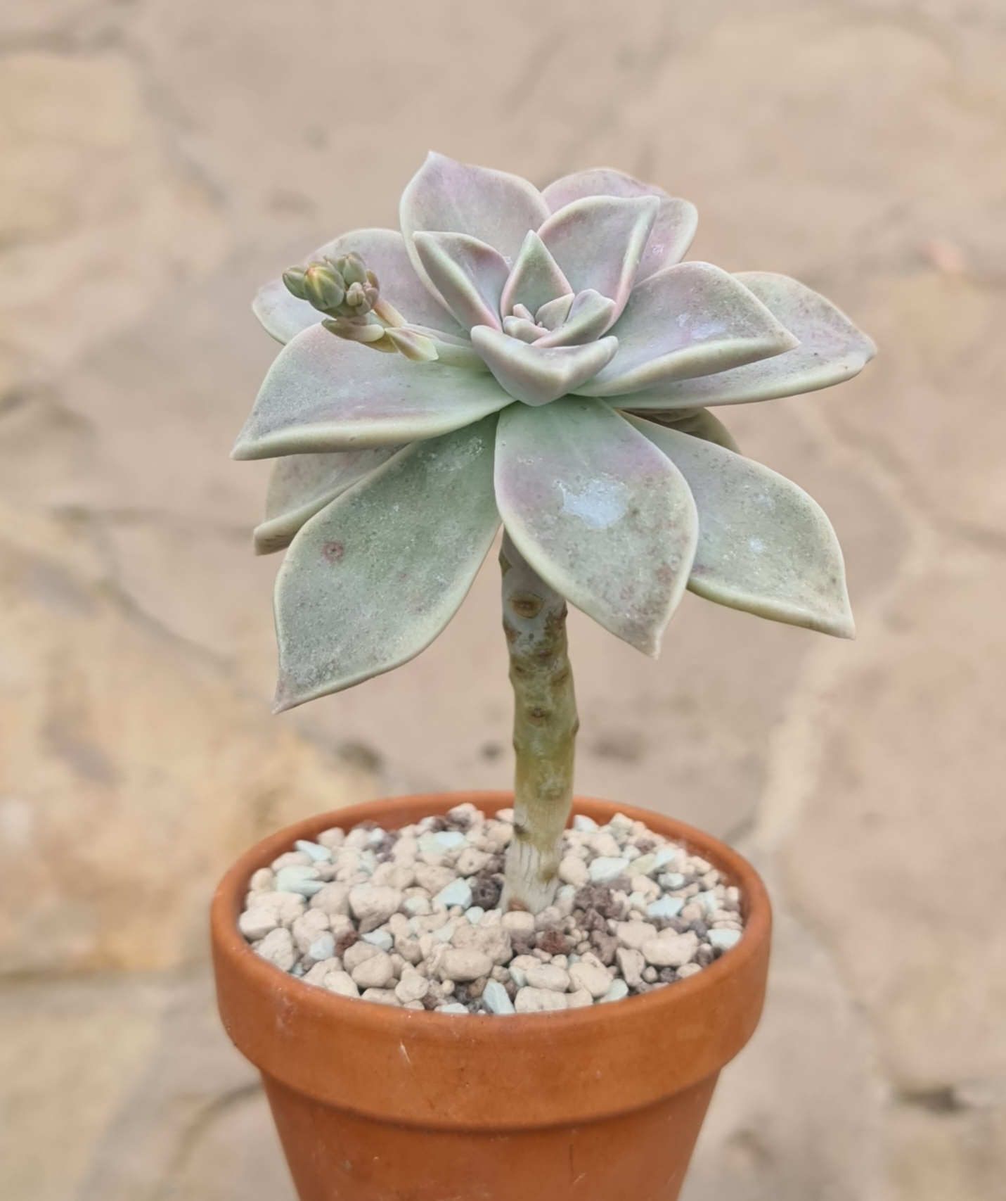 Graptopetalum paraguayensis