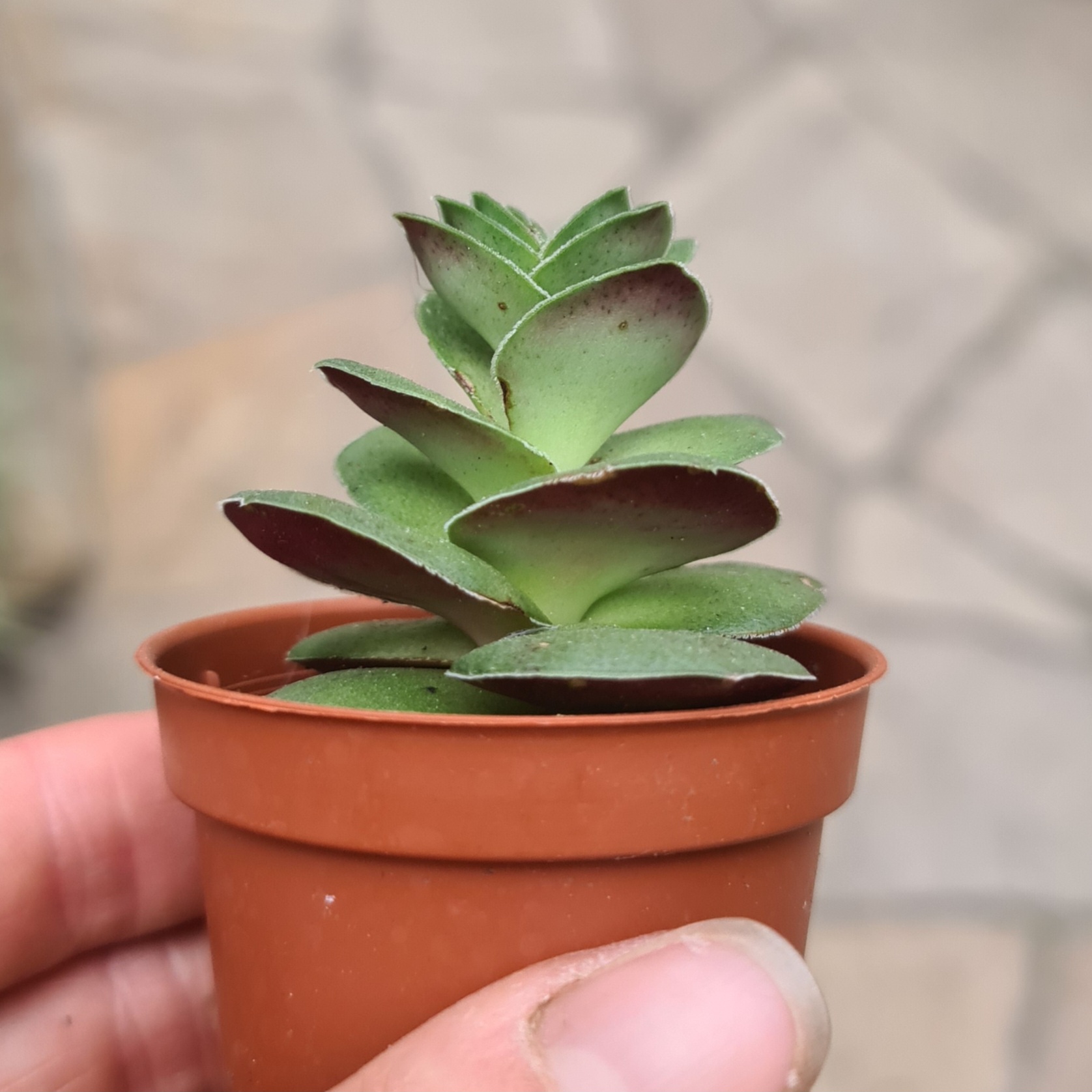 Crassula capitella var. turrita