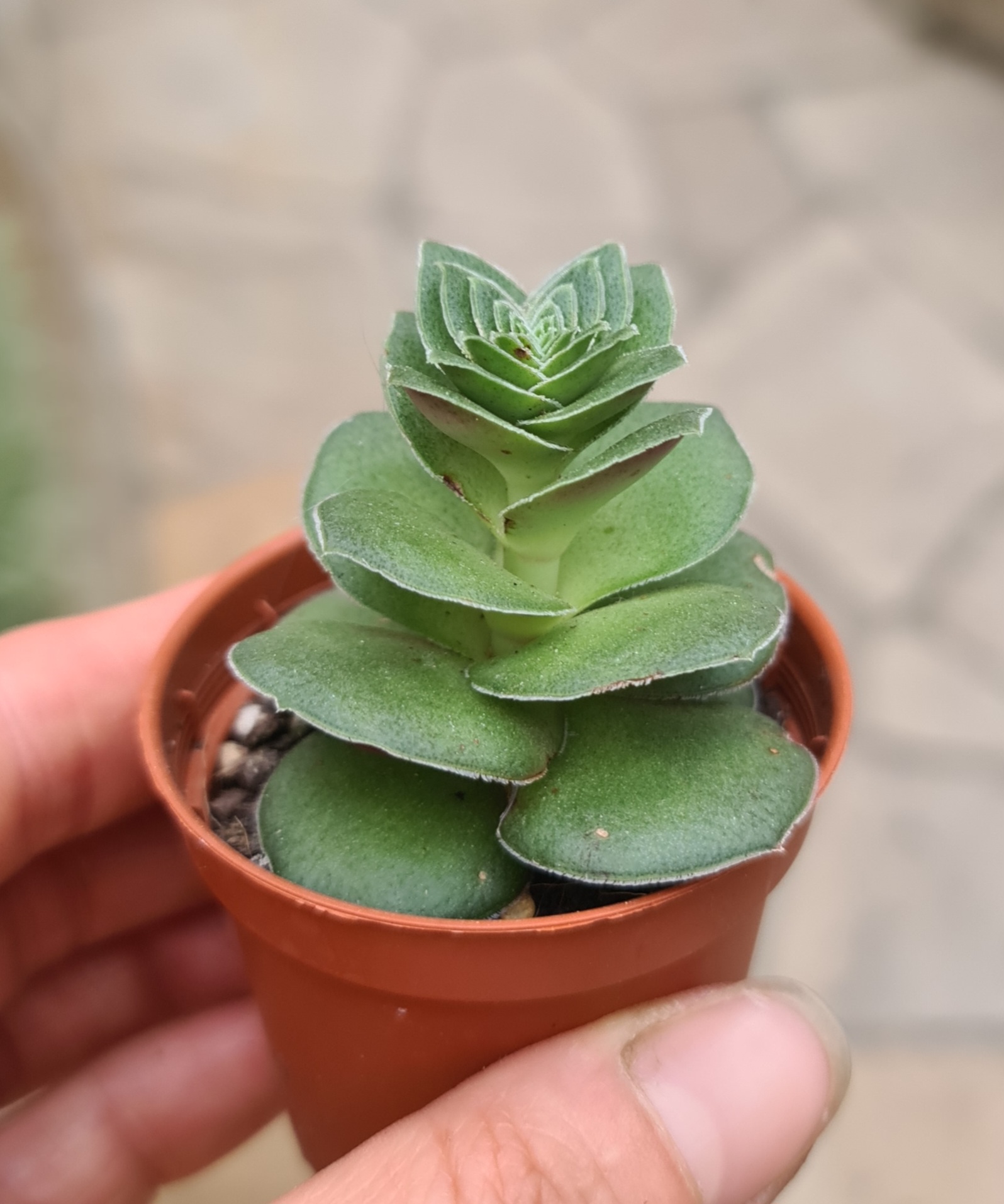 Crassula capitella var. turrita