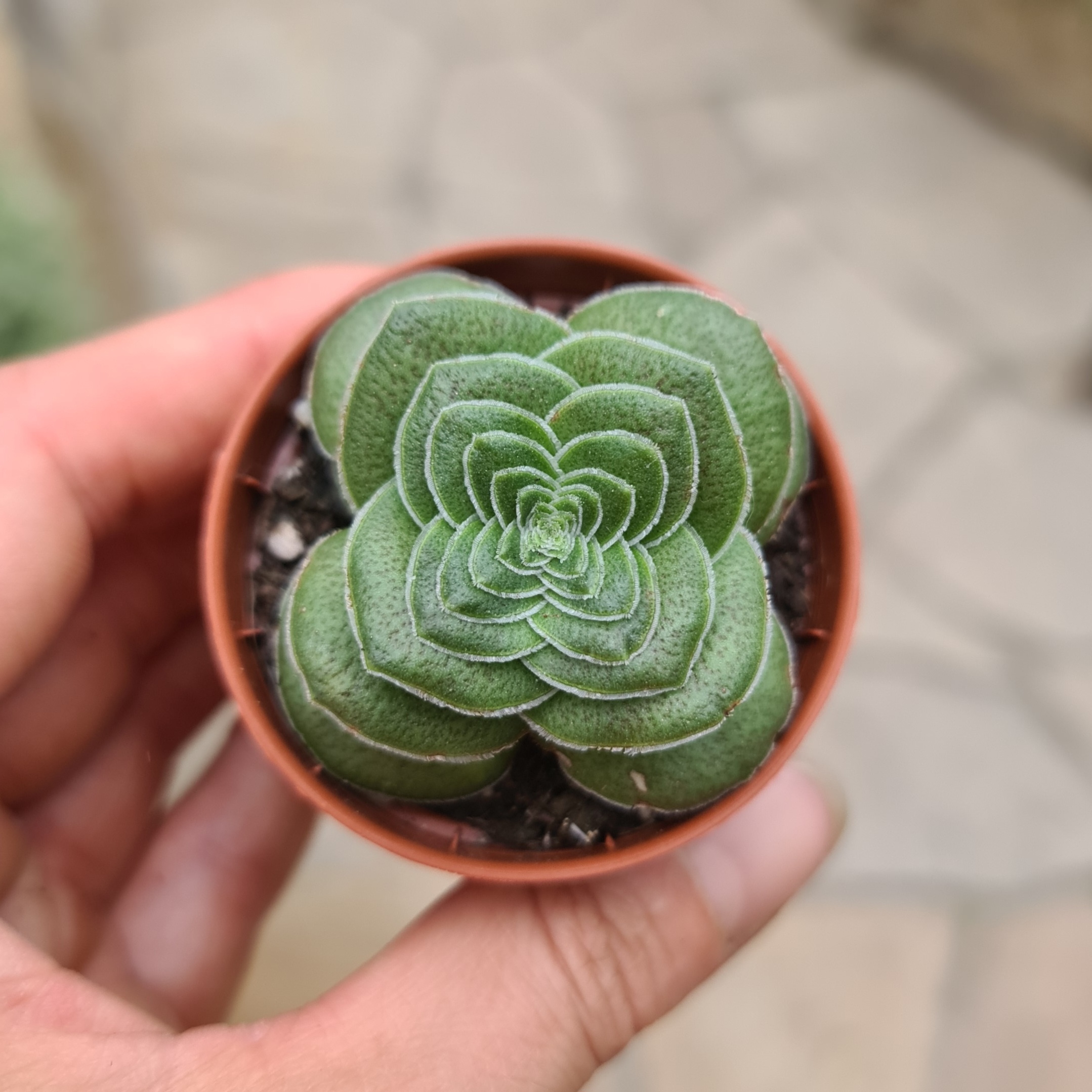 Crassula capitella var. turrita