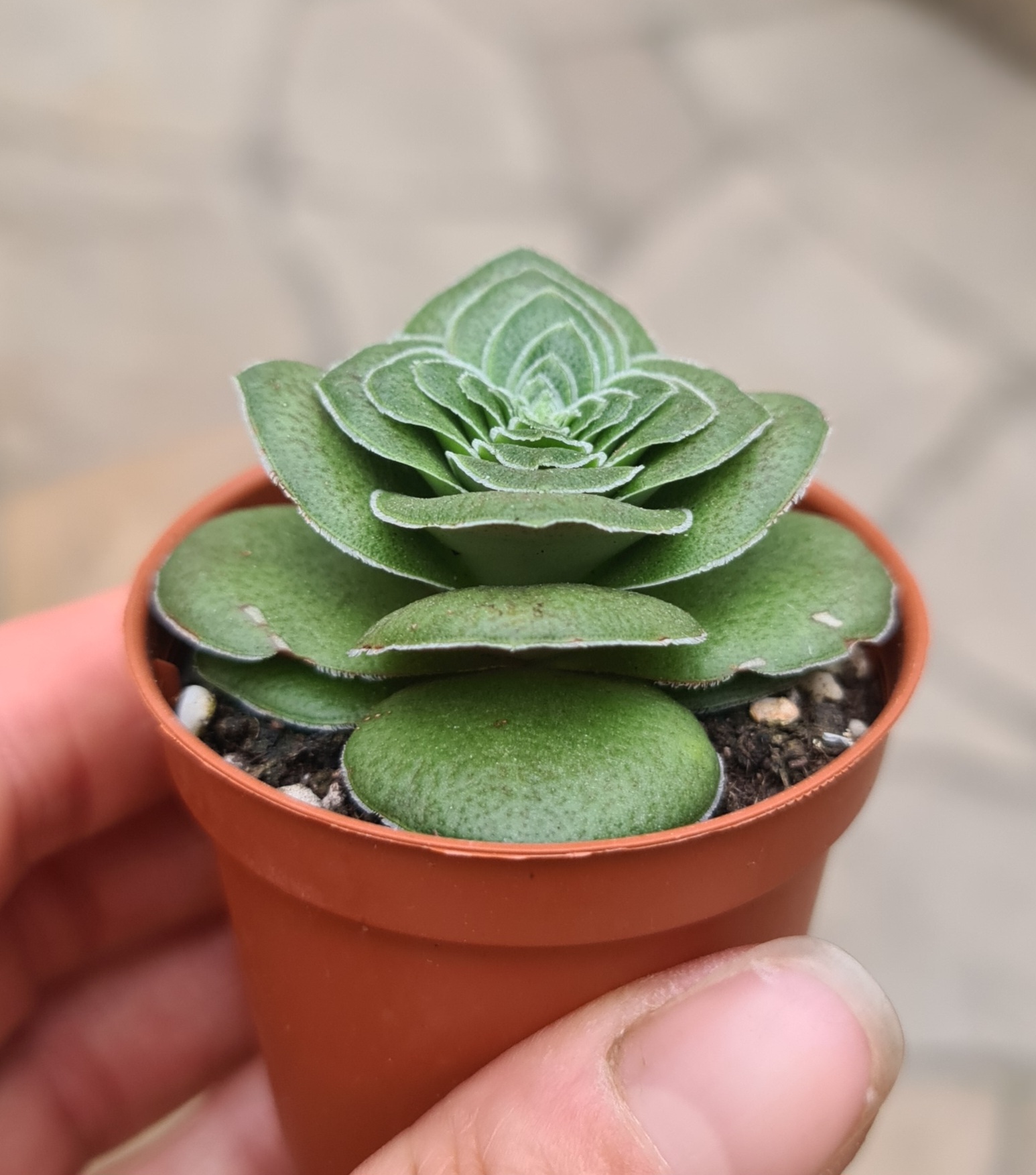 Crassula capitella var. turrita